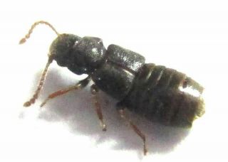 006 Mi : Staphylinidae Species? 2.  5mm