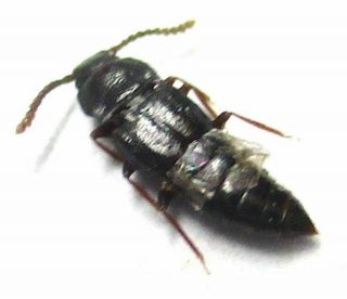 004 Mi : Staphylinidae Species? 3.  5mm