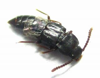 004 Mi : Staphylinidae species? 3.  5mm 2