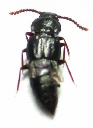 004 Mi : Staphylinidae species? 3.  5mm 3