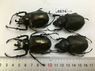 K4874 Unmounted Beetle Chalcosoma Vietnam Central