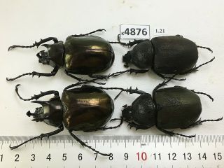 K4876 Unmounted Beetle Chalcosoma Vietnam Central