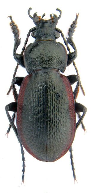 Beetles.  Carabidae.  Carabus (trachycarabus) Estreicheri.  W Ukraine