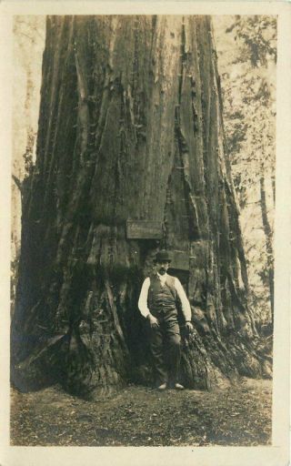 C - 1910 Sherman Tree Giant Sequoia Np California Rppc Photo Postcard 3671