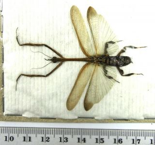 Beetles,  (2315),  Mantidae,  Mantidae Ssp.