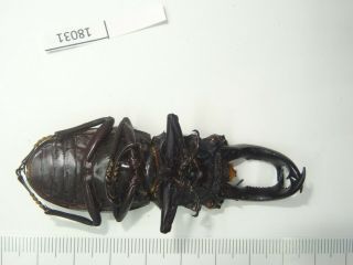 Beetle,  18031,  Lucanidae,  Hexarthrius parryi,  75,  mm 2