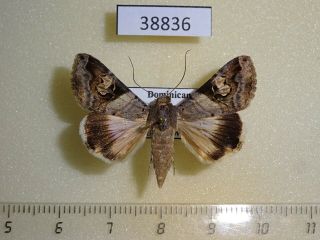 38836p Noctuidae Melipotis Ochrodes F Dominicana