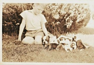 Young Boy Supporting Mother Boston Terrier Dog Feeding Her Liter Of Five Pups