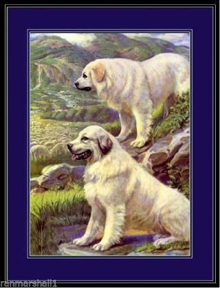 English Print Great Pyrenees Dog Dogs Puppy Puppies Art Vintage Poster
