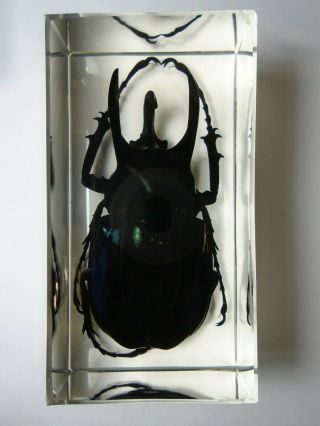 Chalcosoma Atlas Beetle.  Real Scarabaeidae Coleoptera Resin Encapsulation.