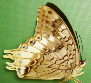 Charaxes Orilus Male From Timor Isl