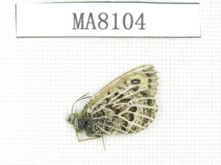 Butterfly.  Satyridae Sp.  China,  W Gansu,  S Of Jiayushan.  1f.  Ma8104.