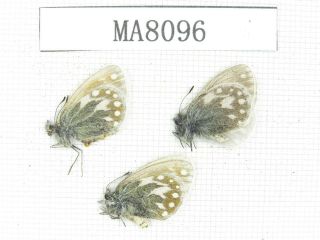 Butterfly.  Satyridae Sp.  China,  W Gansu,  S Of Jiayushan.  2m1f.  Ma8096.