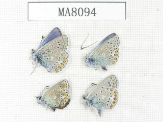 Butterfly.  Lycanidae Sp.  China,  W Gansu,  S Of Jiayushan.  3m1f.  Ma8094.