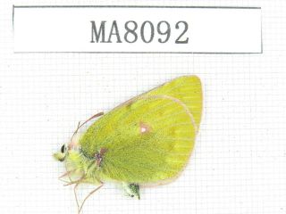 Butterfly.  Colias Sp.  China,  W Gansu,  S Of Jiayushan.  1pcs.  Ma8092.