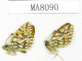 Butterfly.  Nymphalidae Sp.  China,  W Gansu,  S Of Jiayushan.  2m.  Ma8090.