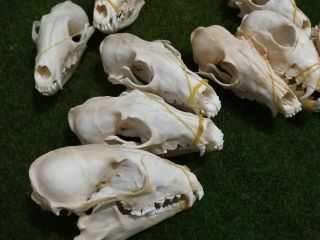 1pcs Real Grey Fox Skull Animal Bone Decor Unique Birthday Gift A380 - 4