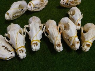 1PCS Real Grey Fox Skull Animal Bone Decor Unique Birthday Gift A308 - 2 2