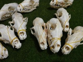 1PCS Real Grey Fox Skull Animal Bone Decor Unique Birthday Gift A308 - 2 3