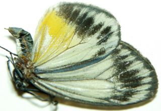 Zygaenidae Species 23mm Su4 Chalcosiinae Moth Palawan
