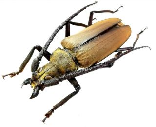Insect Beetles Cerambycidae Prioninae Aegosoma Sp 57 Mm Vietnam