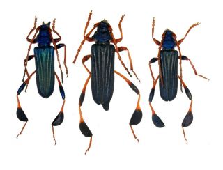 Insect Beetles Cerambycidae 3 Phyllocnema Gueinzii A2 Tanzania