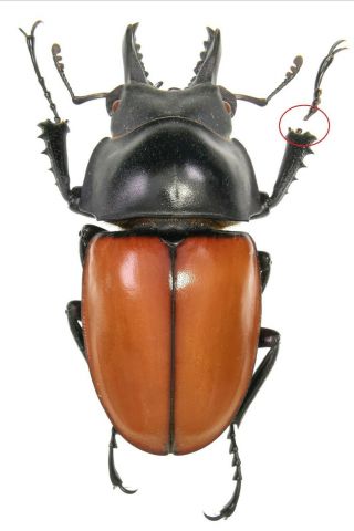 Insect Beetles Lucanidae Neolucanus Nitidus Ssp,  53 Mm,  Vietnam