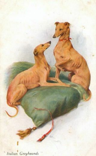 Old Postcard 2 Italian Greyhound Dogs Vivian Mansell Publisher England C1906