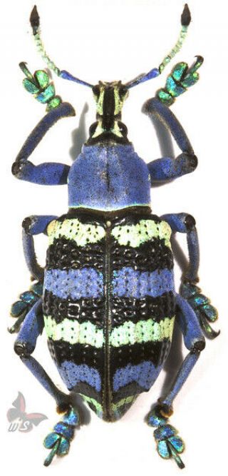 Eupholus Magnificus,  Unmounted Beetle