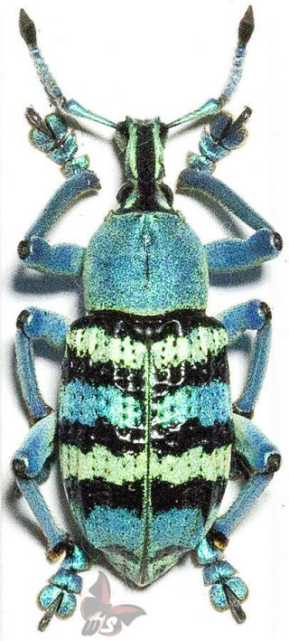Eupholus Schoenherri Ssp.  ?,  No.  3,  Unmounted Beetle