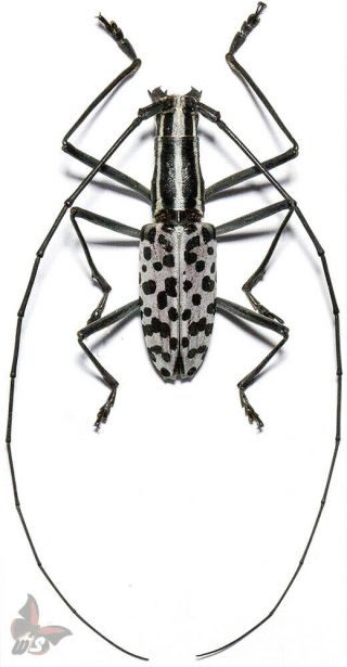 Macrochenus Isabellinus,  23 - 26mm (body) From Vietnam,  Unmounted Beetle