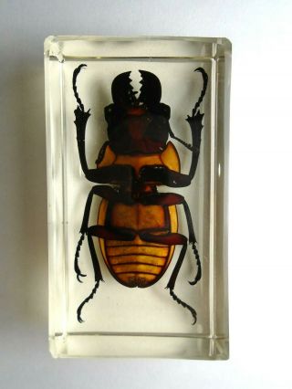 ODONTOLABIS BROOKEANA insect.  Real Lucanidae beetle embedded in resin. 2