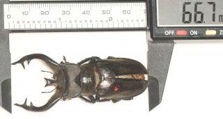 Lucanidae Lucanus Thibetanus 66.  7mm Yunnan