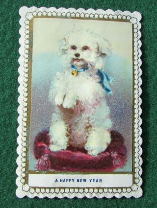 Victorian Card,  White Terrier Dog Sitting Up Begging,  Deckle Edged,  C1880