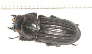 Lucanidae Digonophorus Sp.  F W.  Yunnan 2