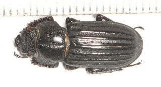 Lucanidae Digonophorus Sp.  F W.  Yunnan 1