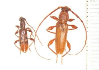 Cerambycidae Cerambycinae Longhorn Beetle W.  Sichuan 1