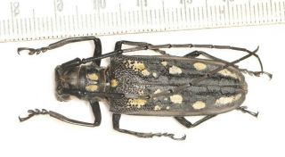 Cerambycidae Cerambycinae Batocera W.  Sichuan (2)