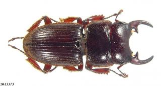 Coleoptera Lucanidae Aegus Sp.  Indonesia Sumatra Male 15mm