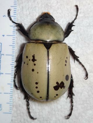 Dynastes Granti 43.  7mm Arizona Rhino Beetle Insect Entomology Wild Caught F86