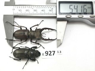 K927 Unmounted Beetle Insect Lucanus Luci Vietnam Central