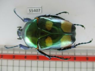 55407 Cetoniidae: Jumnos Ruckeri?.  Vietnam North