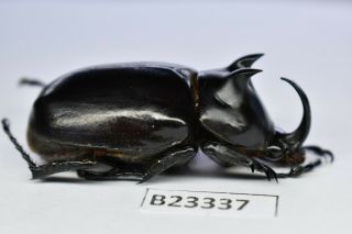 B23337 – Eupatorus Endoi Ps.  Beetles,  Insects Dak Nong Vietnam 47mm