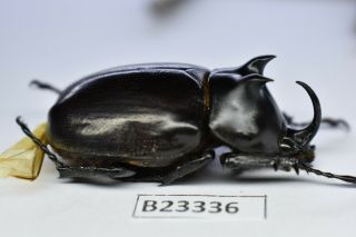 B23336 – Eupatorus Endoi Ps.  Beetles,  Insects Dak Nong Vietnam 46mm