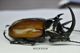 B23359 – Eupatorus Gracilicornis Ps.  Beetles,  Insects Dak Nong Vietnam 72mm A -