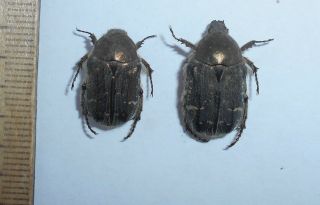 569 Insects Beetles Cetoninae Cetonia Magnifica Pair S Primorye
