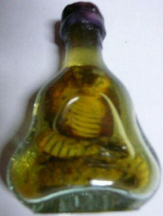 Real Cobra Snake In A Small X.  O Glass Bottle 4 " Tall Shelf Display Science