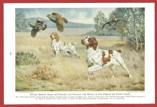 1947 Dog Print Illustration Brittany Spaniels Art By Walter A.  Weber