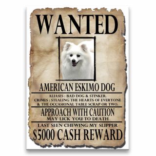 American Eskimo Dog Wanted Poster Fridge Magnet Dog