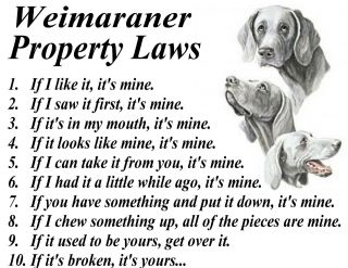 Parchment Print = Weimaraner Dog Breed Funny & True Property Laws Framable Art